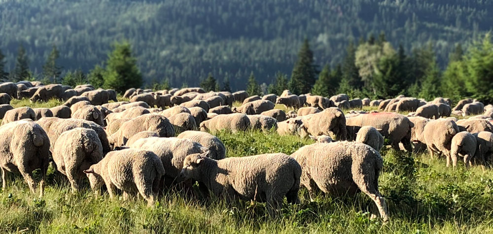 BC Sheep Federation Upcoming Events