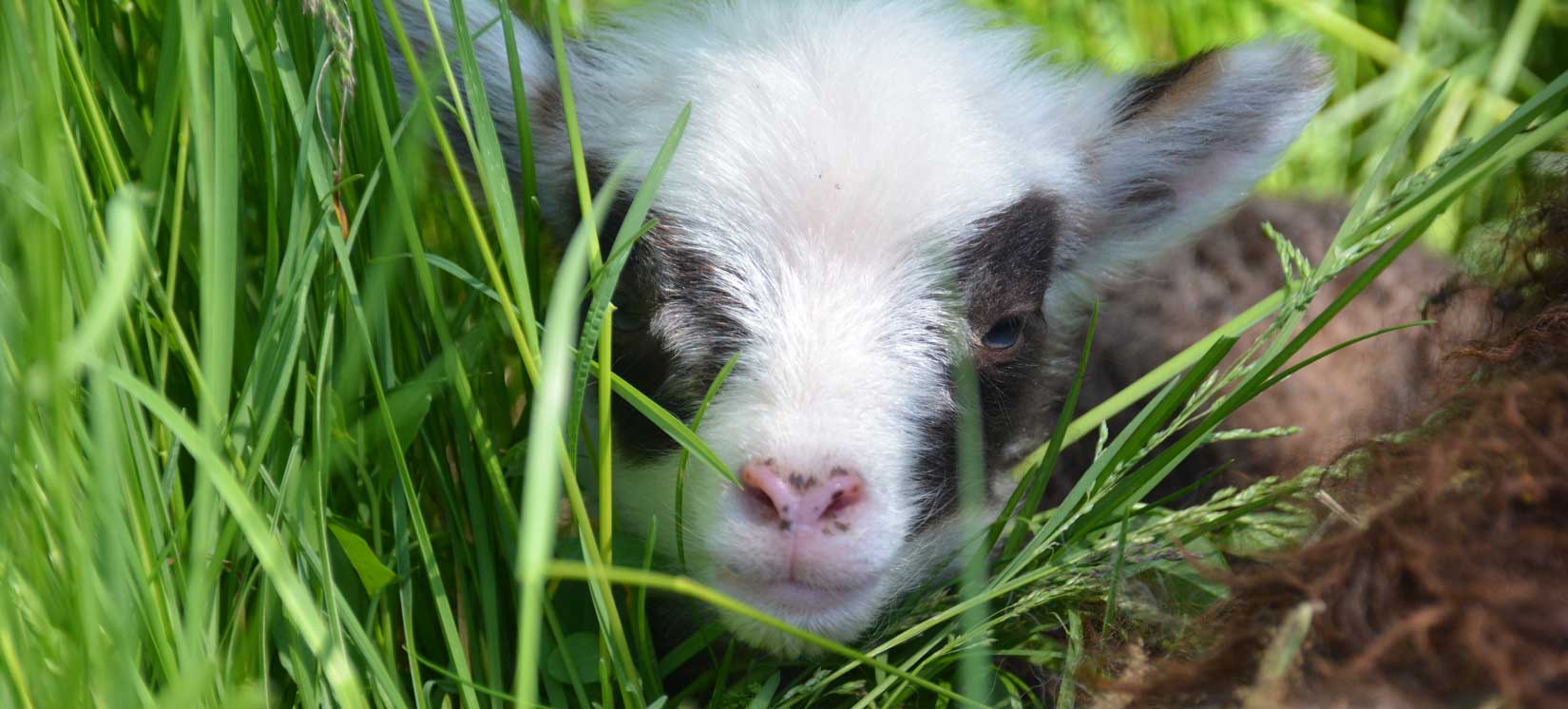 Welcome to BC Sheep Federation